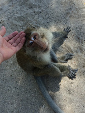 Turisti milujú opice, opice turistov s banánmi. Opičie pláže patria k najpopulárnejším atrakciám, ktoré Thajsko ponúka.