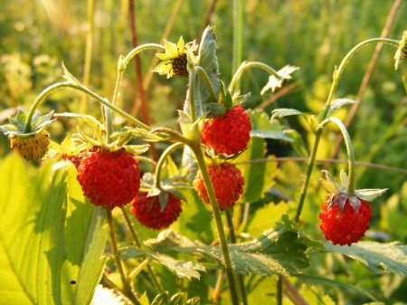 fragaria-88353_1920