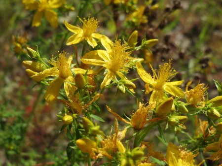 hypericum-perforatum-855486_1920